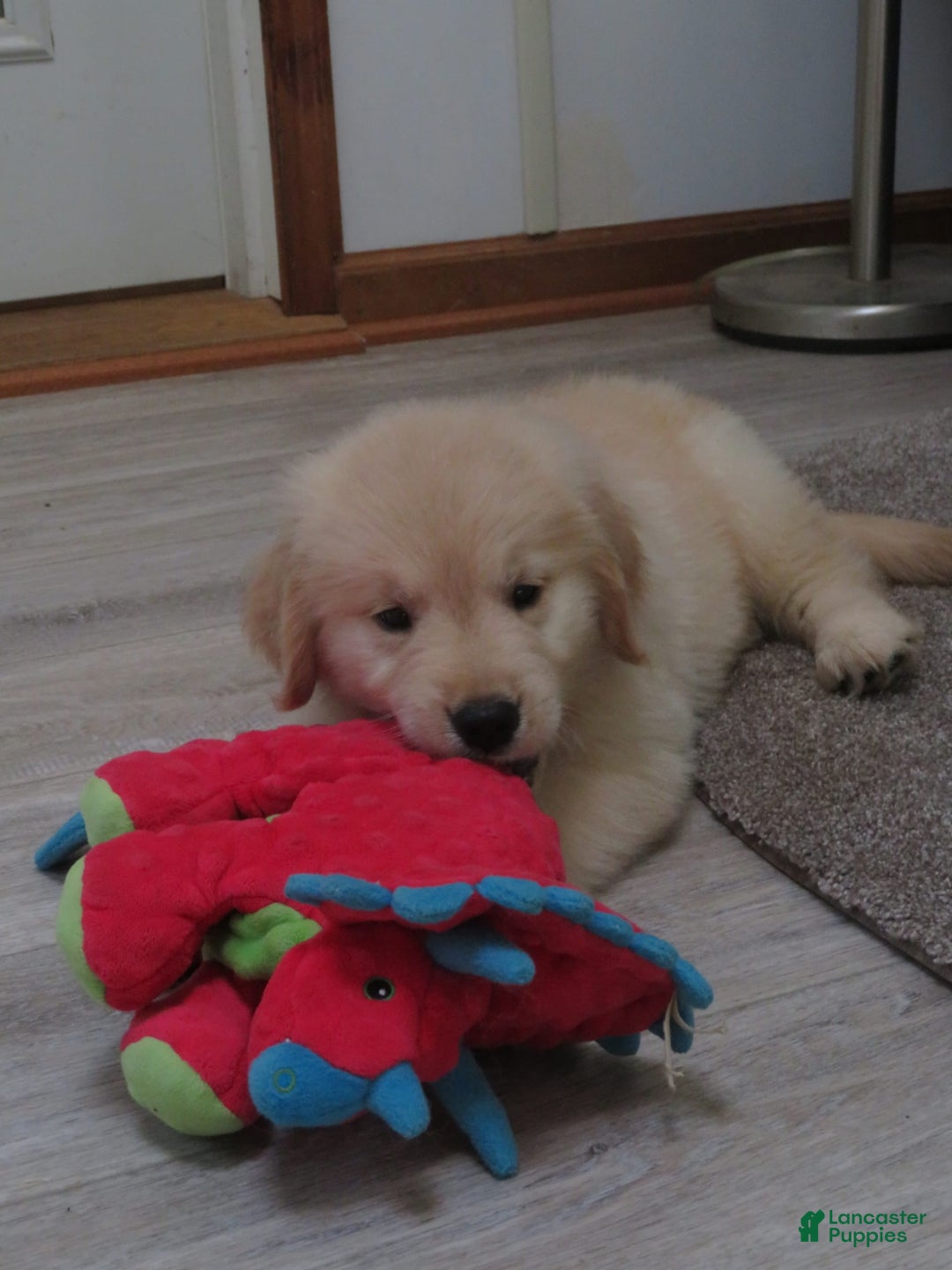 Golden Retriever dogs for sale: Erin - Image 10