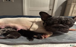 French Bulldog dogs for sale: Chance - Image 17