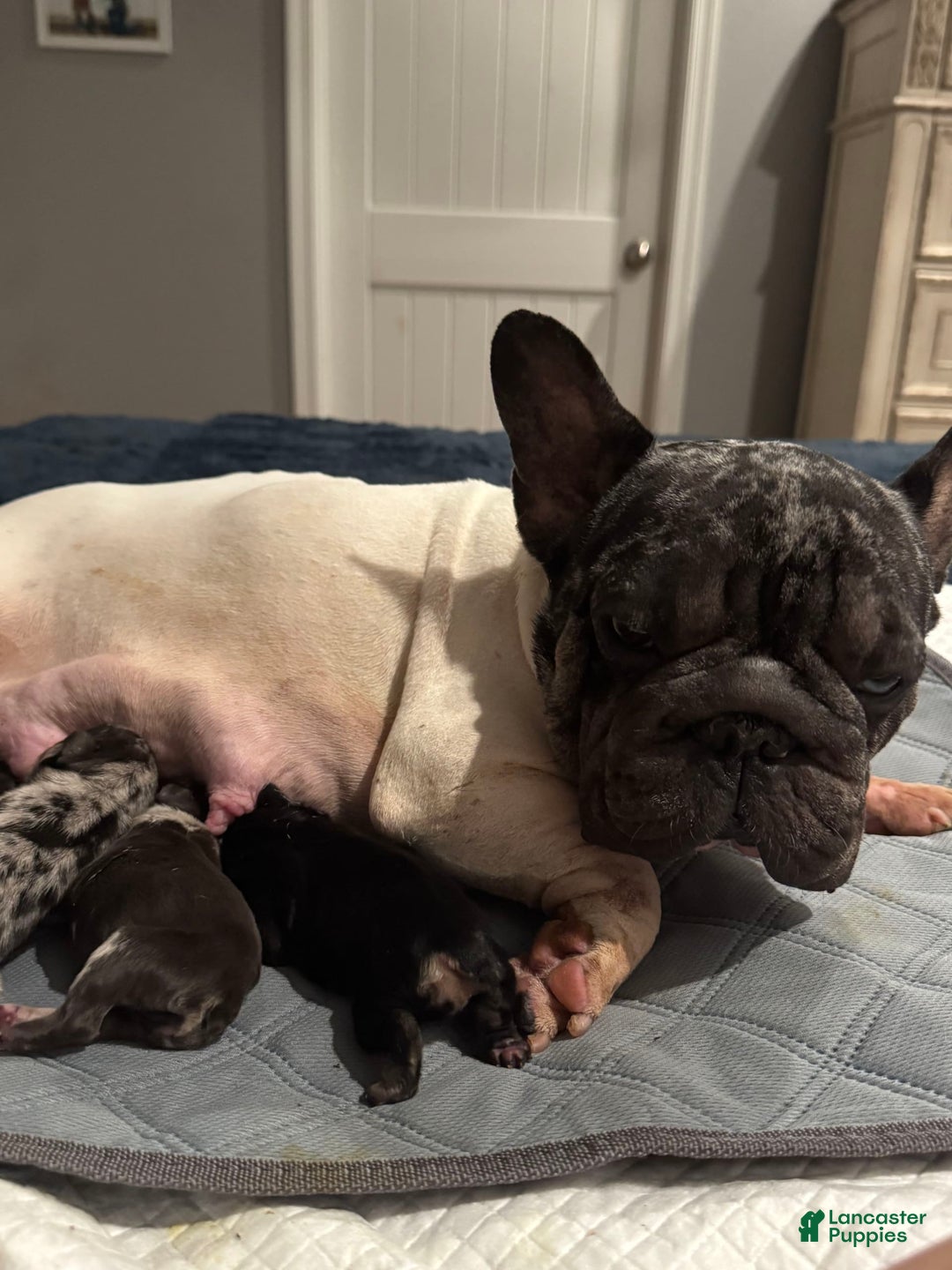 French Bulldog dogs for sale: Chance - Image 17