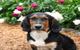 Basset Hound dogs for sale: Benny - Image 3