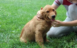 Golden Retriever dogs for sale: Gunther - Image 6