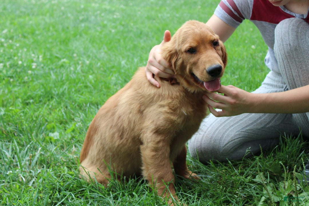 Golden Retriever dogs for sale: Gunther - Image 6