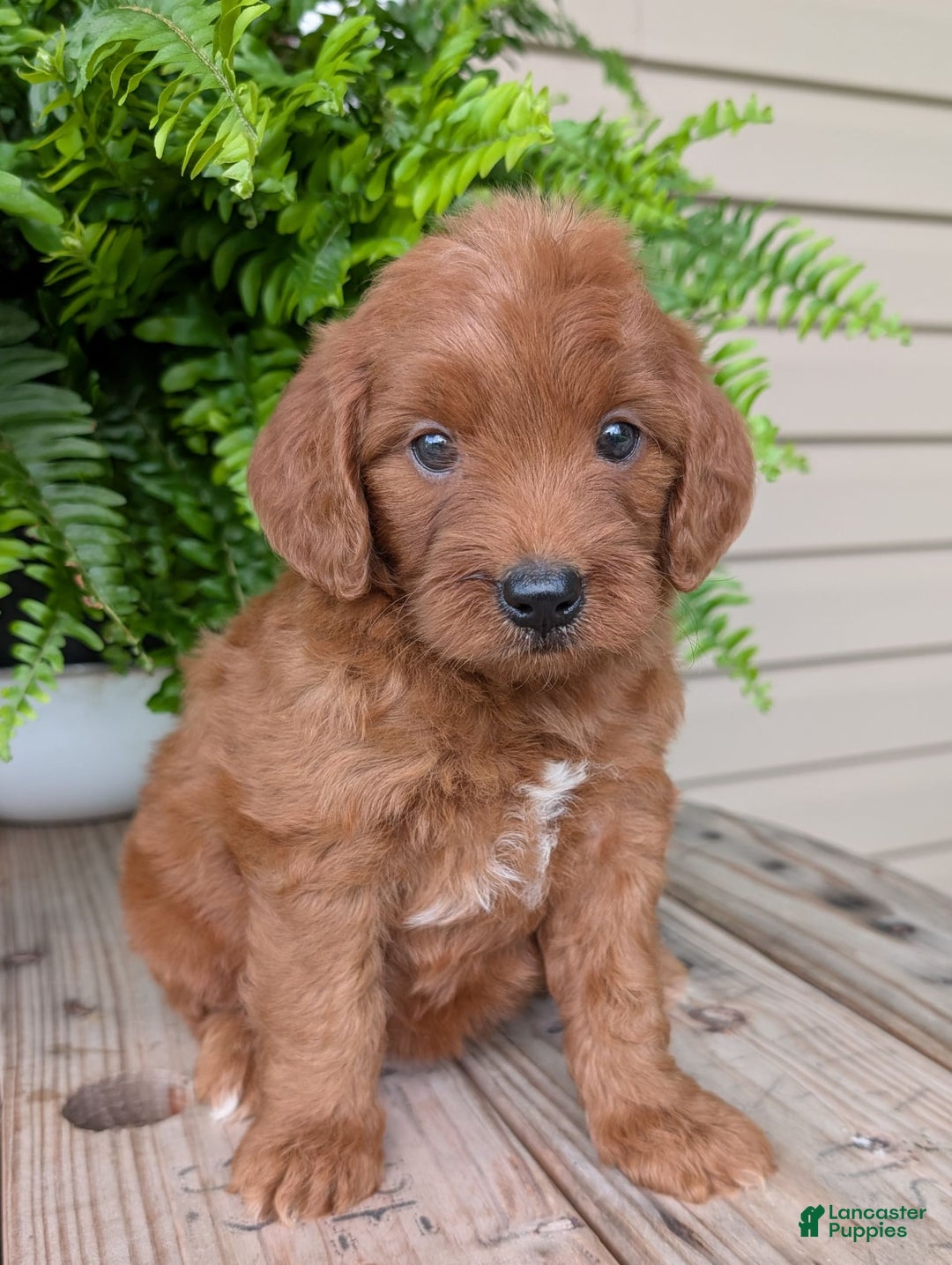 Mini Goldendoodle dogs for sale: Mini-wendy - Image 14