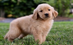 Golden Retriever dogs for sale: Golden Retriever 9 puppies - Image 11