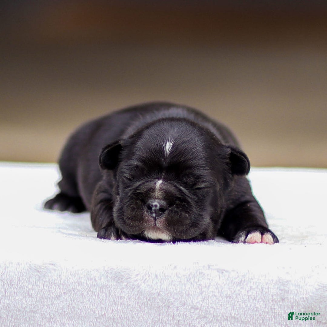 Frenchton dogs for sale: Bailey - Image 2