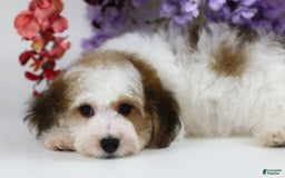 Yorkiepoo dogs for sale: Leo - Image 3