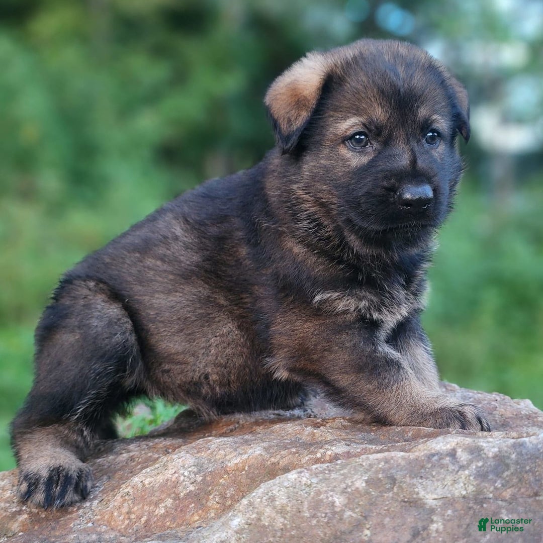 German Shepherd dogs for sale: Karma - Image 12