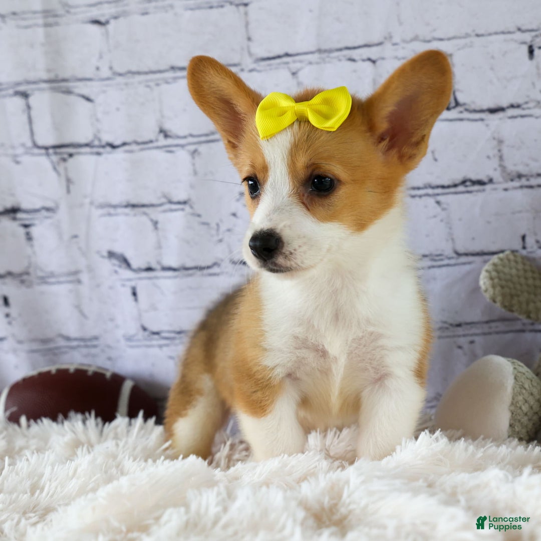 Welsh Corgi Pembroke dogs for sale: Lacey - Image 3