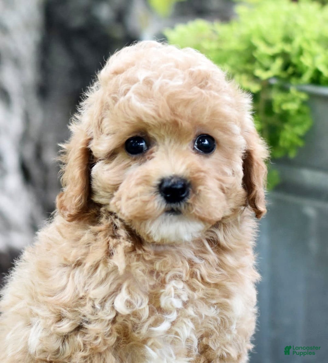 Toy Poodle dogs for sale: Tinkerbell - Image 16