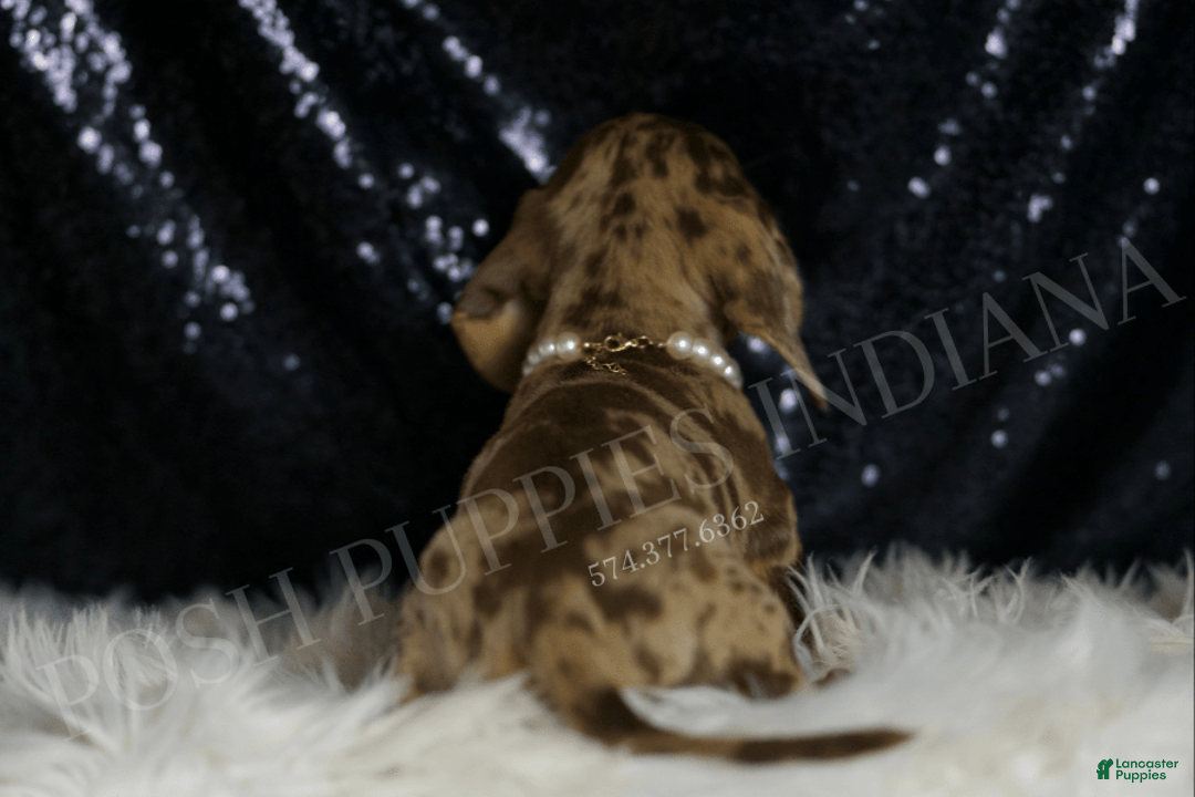 Miniature Dachshund dogs for sale: Teeter - Image 5