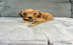 Mini Goldendoodle dogs for sale: Cruise - Image 1