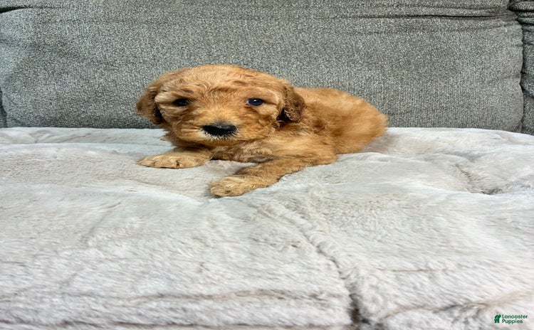Mini Goldendoodle dogs for sale - Ad 5