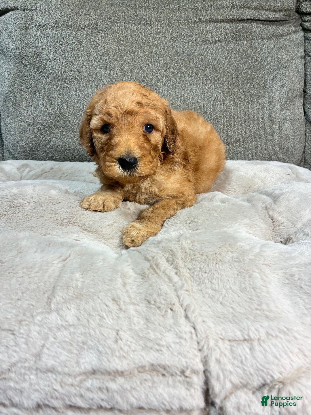 Mini Goldendoodle dogs for sale: Cruise - Image 1