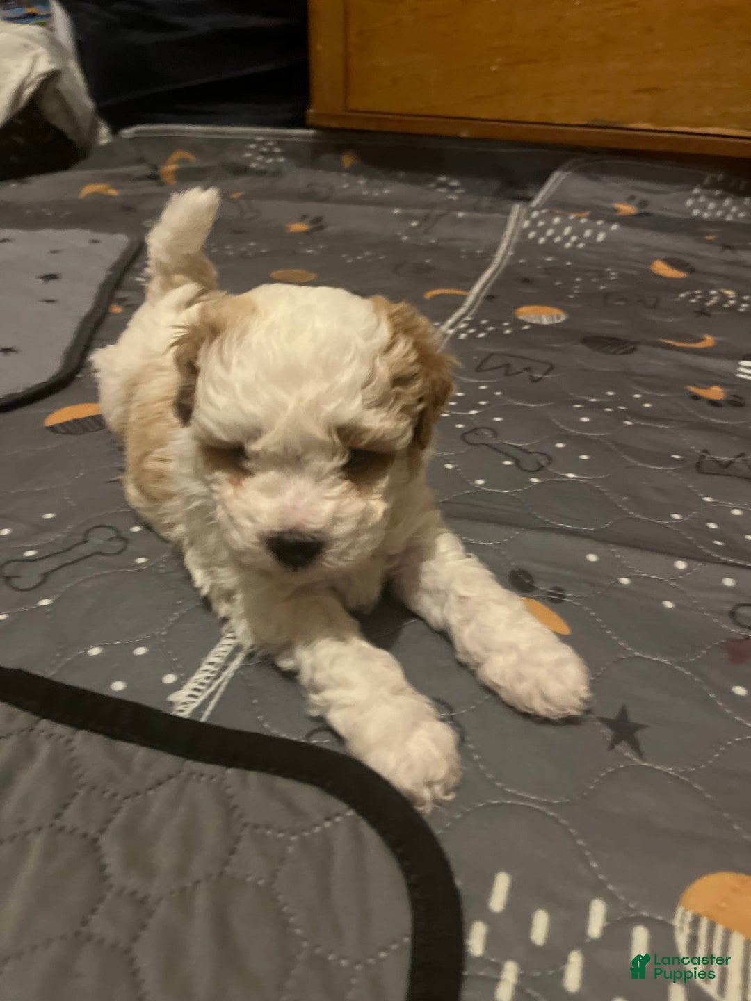 Miniature Poodle dogs for sale: Sonic - Image 24