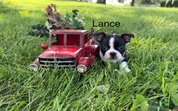 Boston Terrier dogs for sale: Lance - Image 2