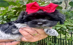Maltipoo dogs for sale: Penny - Image 4