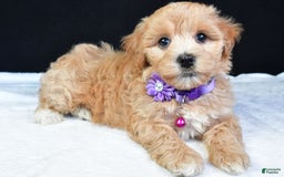Maltipoo dogs for sale: Beth - Image 2