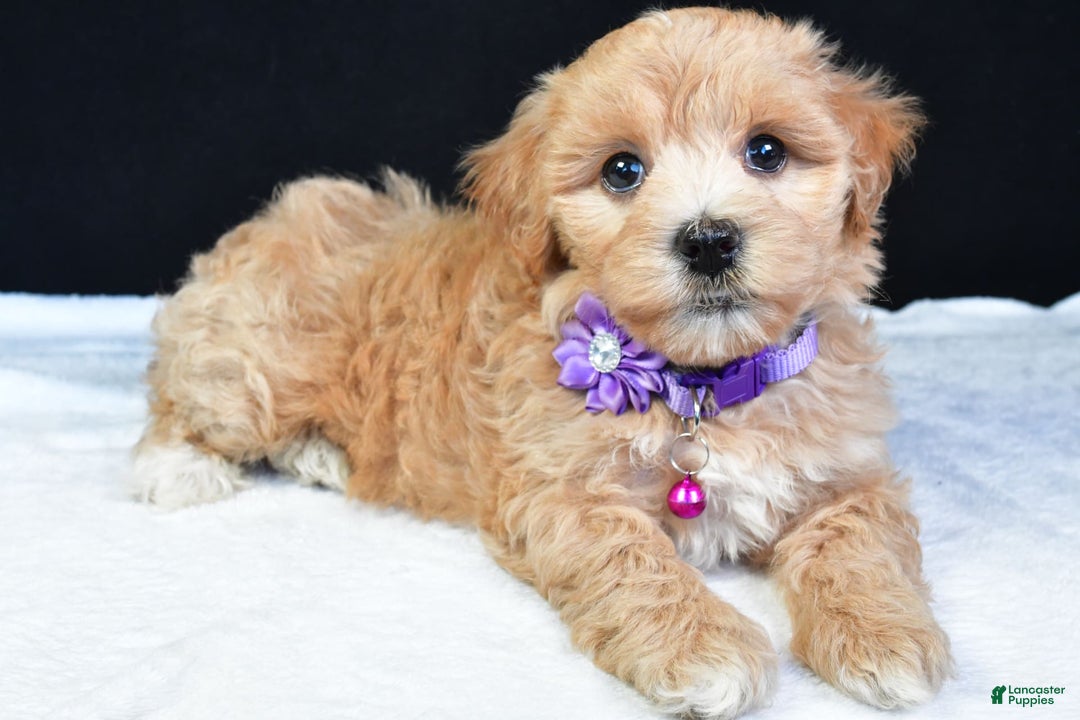 Maltipoo dogs for sale: Beth - Image 2