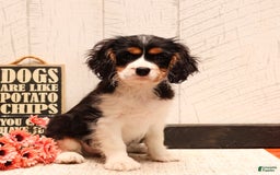 Cavalier King Charles Spaniel dogs for sale: Barklee - Image 1