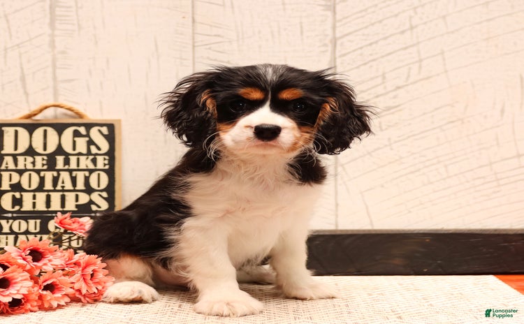 Cavalier King Charles Spaniel dogs for sale - Ad 4
