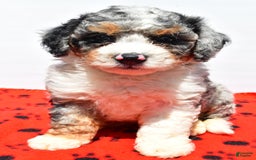Mini Bernedoodle dogs for sale: Roscoe - Image 7