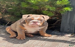 English Bulldog dogs for sale: Flo - Image 1