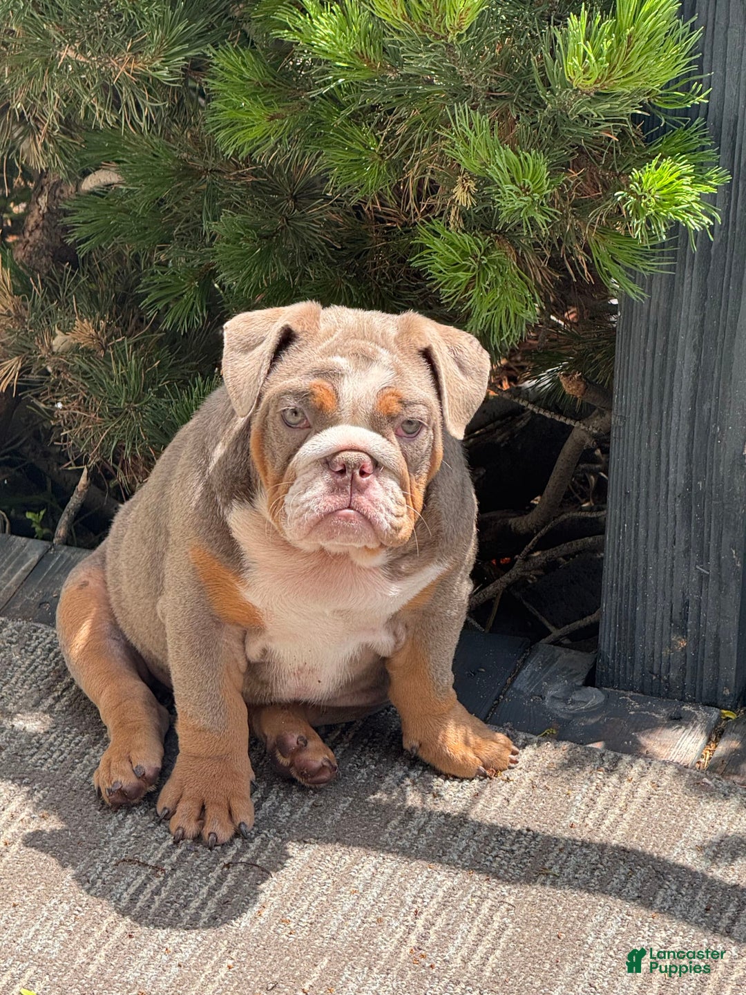English Bulldog dogs for sale: Flo - Image 1