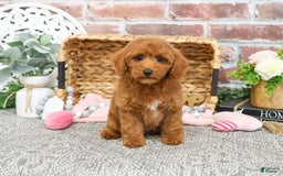 Miniature Poodle dogs for sale: Glamour - Image 3