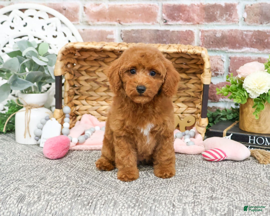 Miniature Poodle dogs for sale: Glamour - Image 3