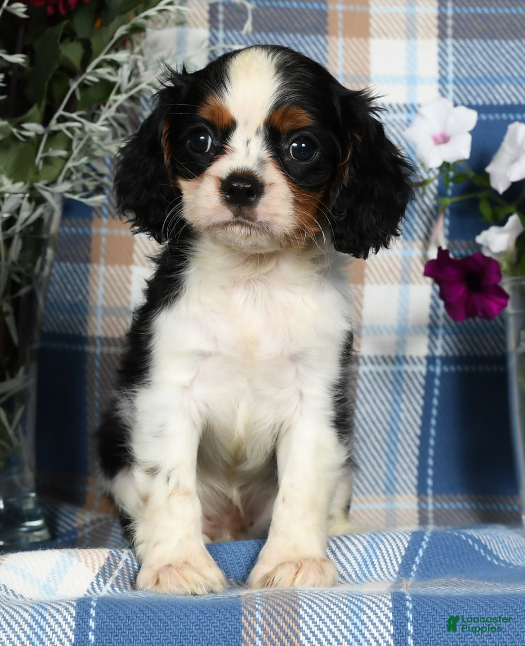 Cavalier King Charles Spaniel dogs for sale: Austin - Image 1