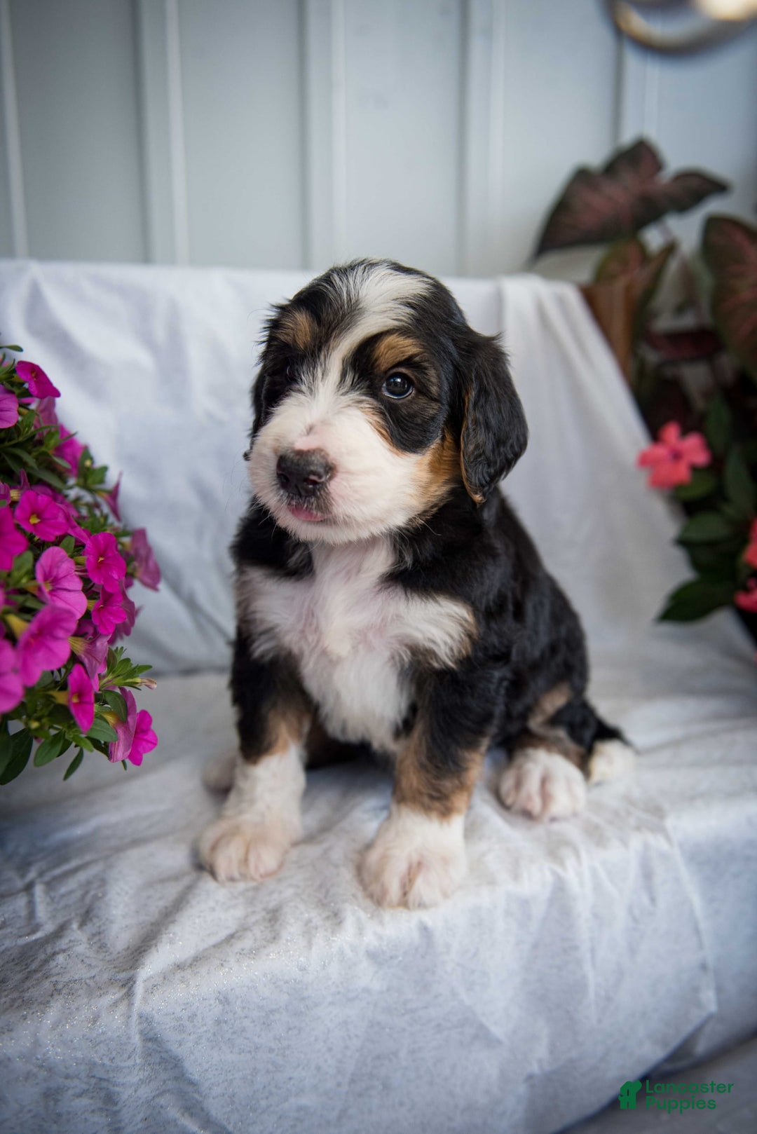 Bernedoodle dogs for sale: Spiderman - Image 10