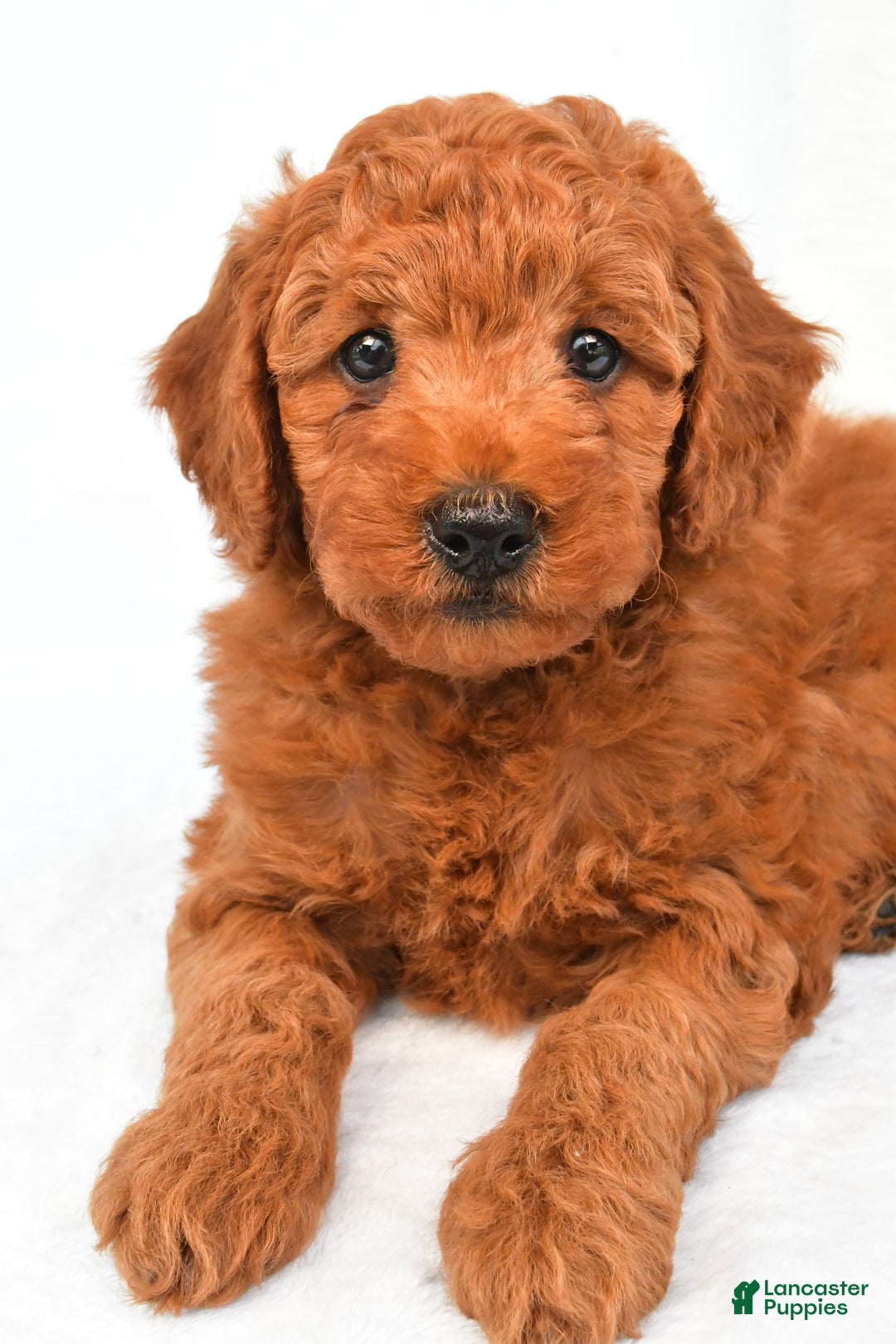 Mini Goldendoodle dogs for sale: Cooper - Image 2