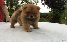 Chow Chow dogs for sale: Big Red Female - Image 4