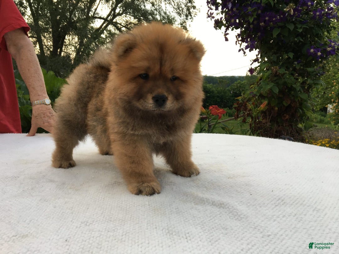 Chow Chow dogs for sale: Big Red Female - Image 4