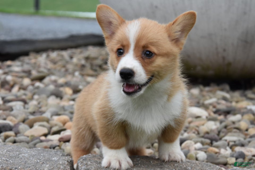 Welsh Corgi Pembroke dogs for sale: Lane - Image 2