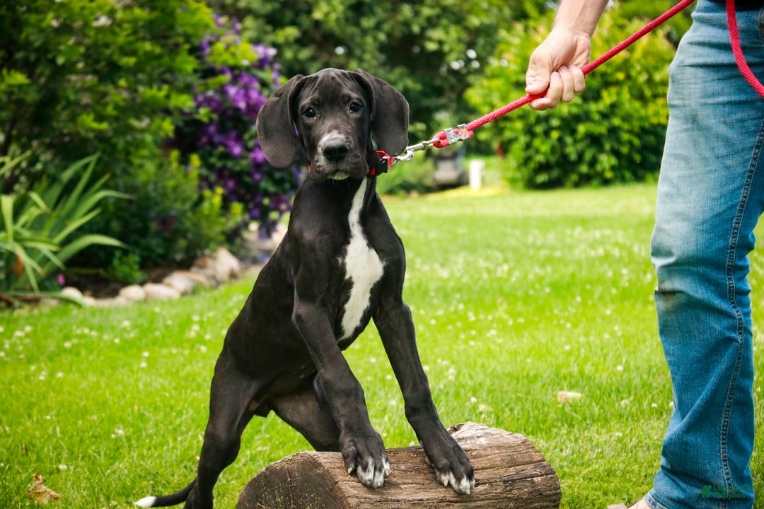 Great Dane dogs for sale: Athena - Image 21
