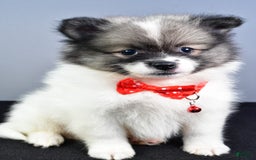 Pomeranian dogs for sale: Sanford - Image 4