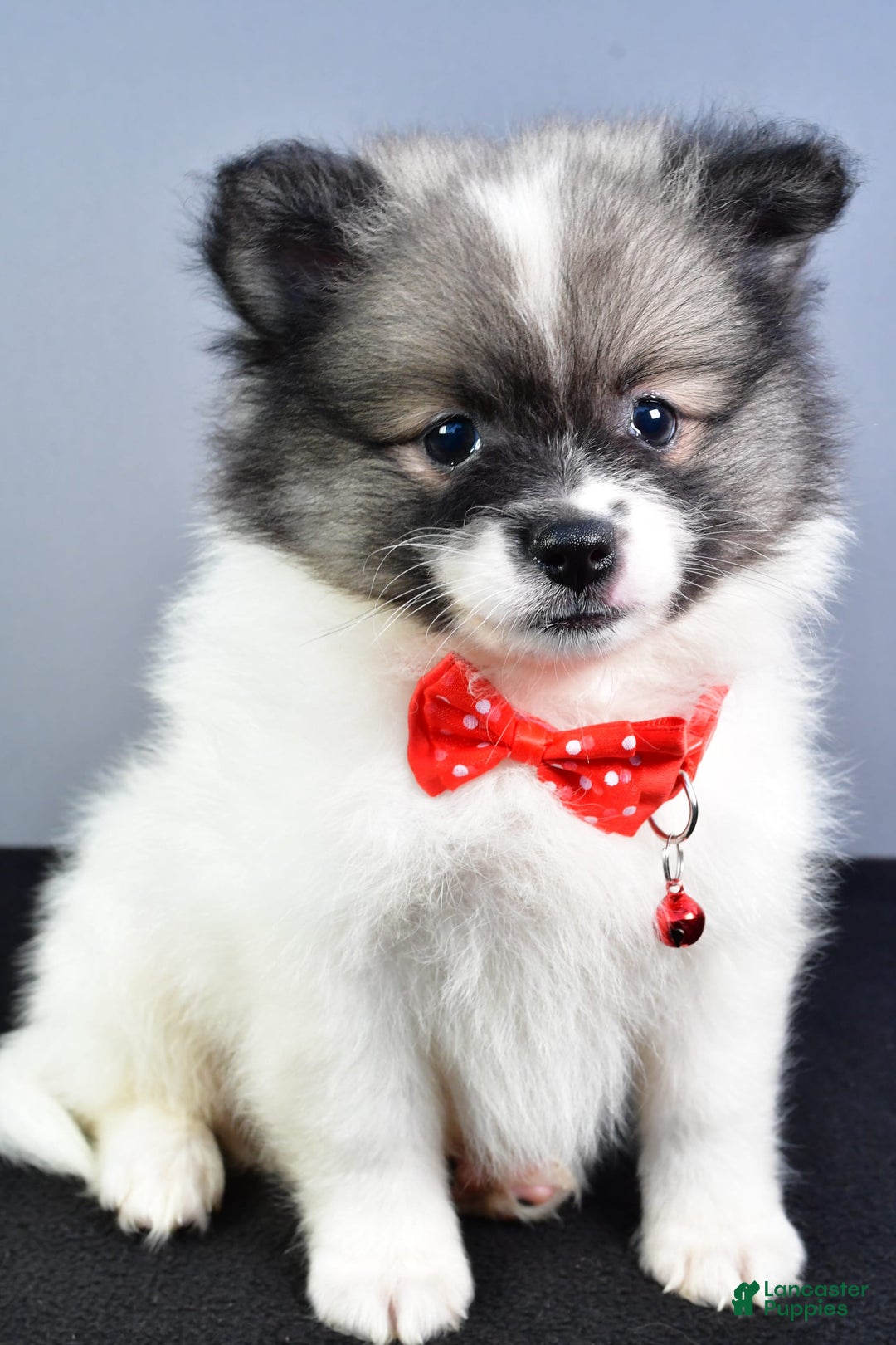 Pomeranian dogs for sale: Sanford - Image 4