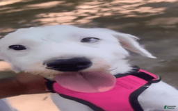Jack Russell Terrier dogs for sale: Lexi - Image 11