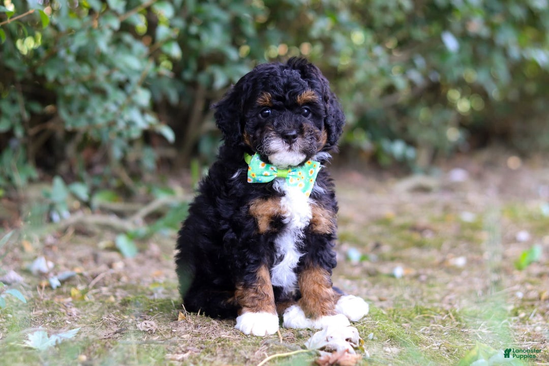 Mini Bernedoodle dogs for sale: Mini Bernedoodle 6 puppies - Image 2