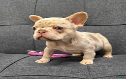 French Bulldog dogs for sale: Sunny - Image 1