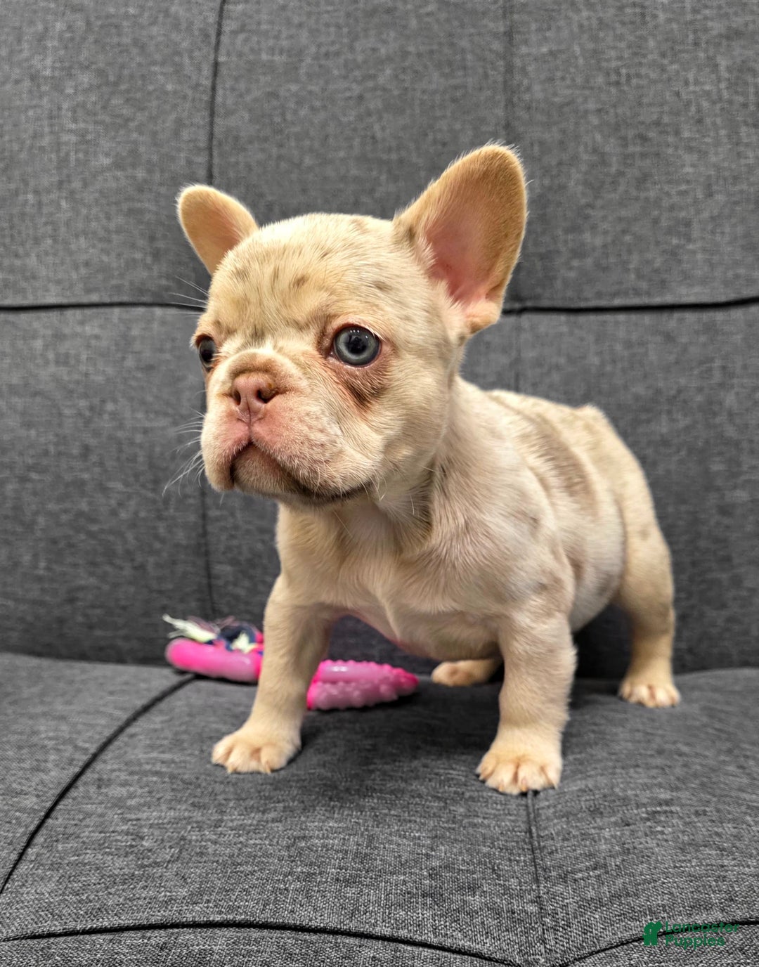 French Bulldog dogs for sale: Sunny - Image 1