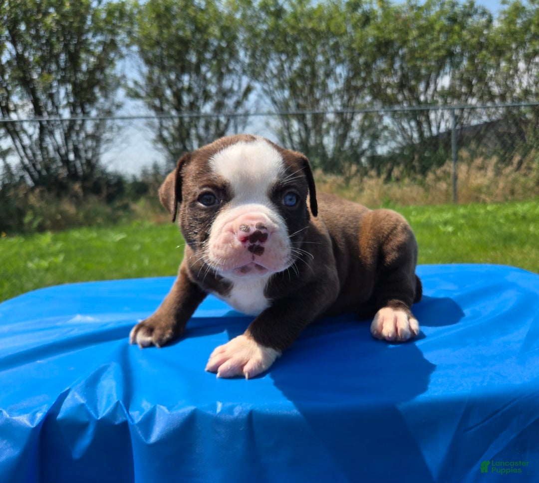 American Bulldog dogs for sale: Harry - Image 10