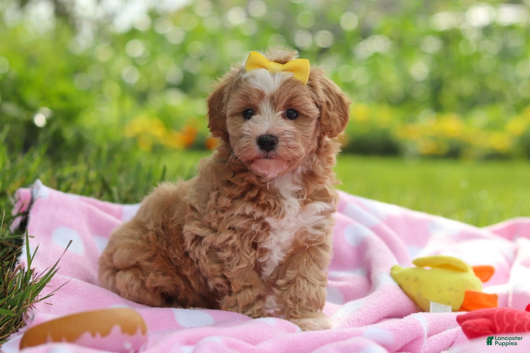 Havapoo dogs for sale: Remi - Image 1