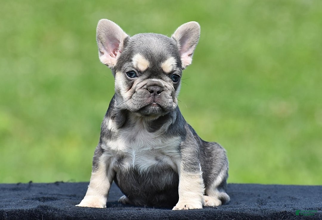 French Bulldog dogs for sale: Tria - Image 3