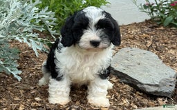 Cavapoo dogs for sale: Cade - Image 9