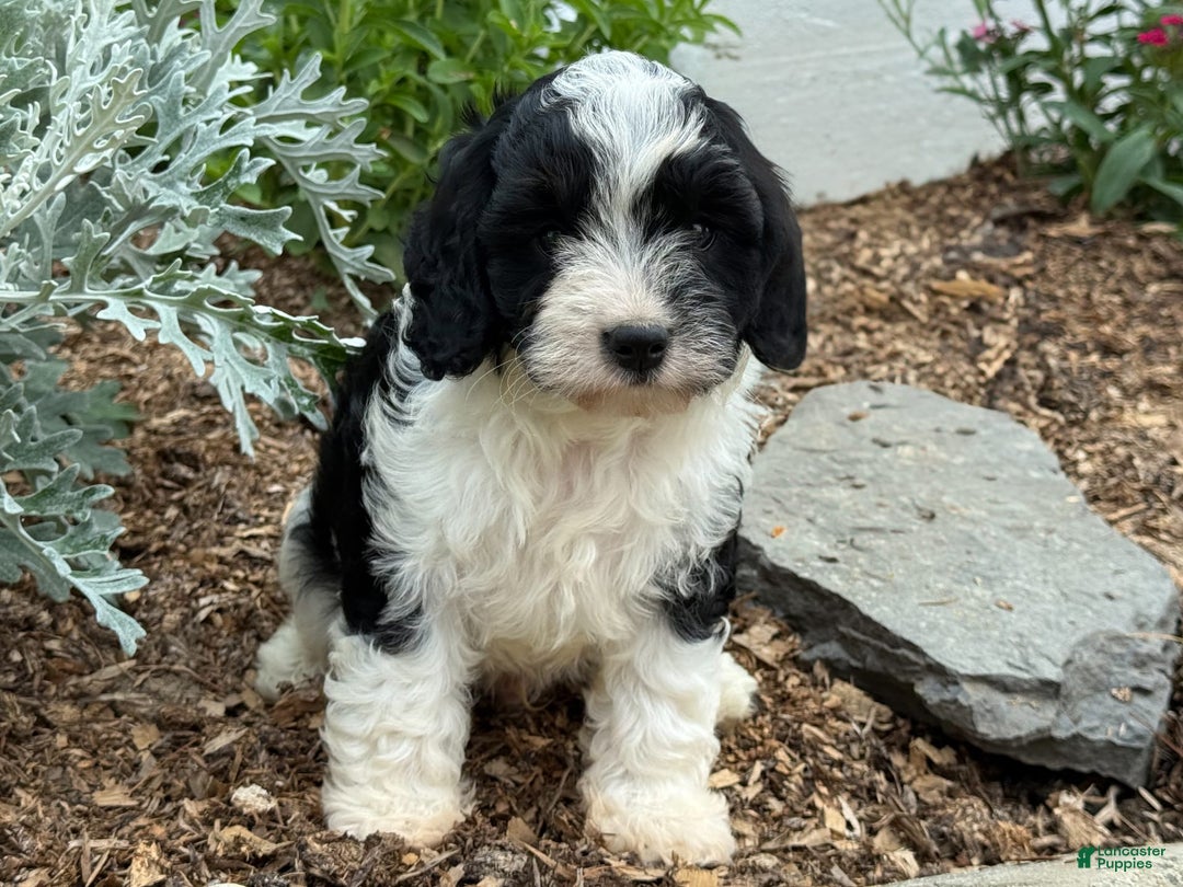 Cavapoo dogs for sale: Cade - Image 9