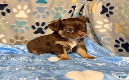 Chihuahua dogs for sale: Theodore Chocolate Lc - Image 16