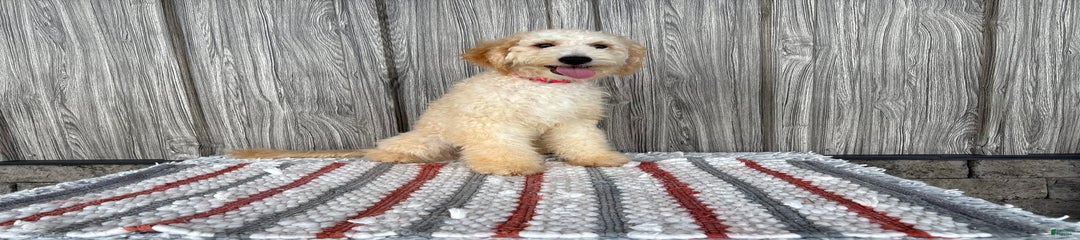 Amy