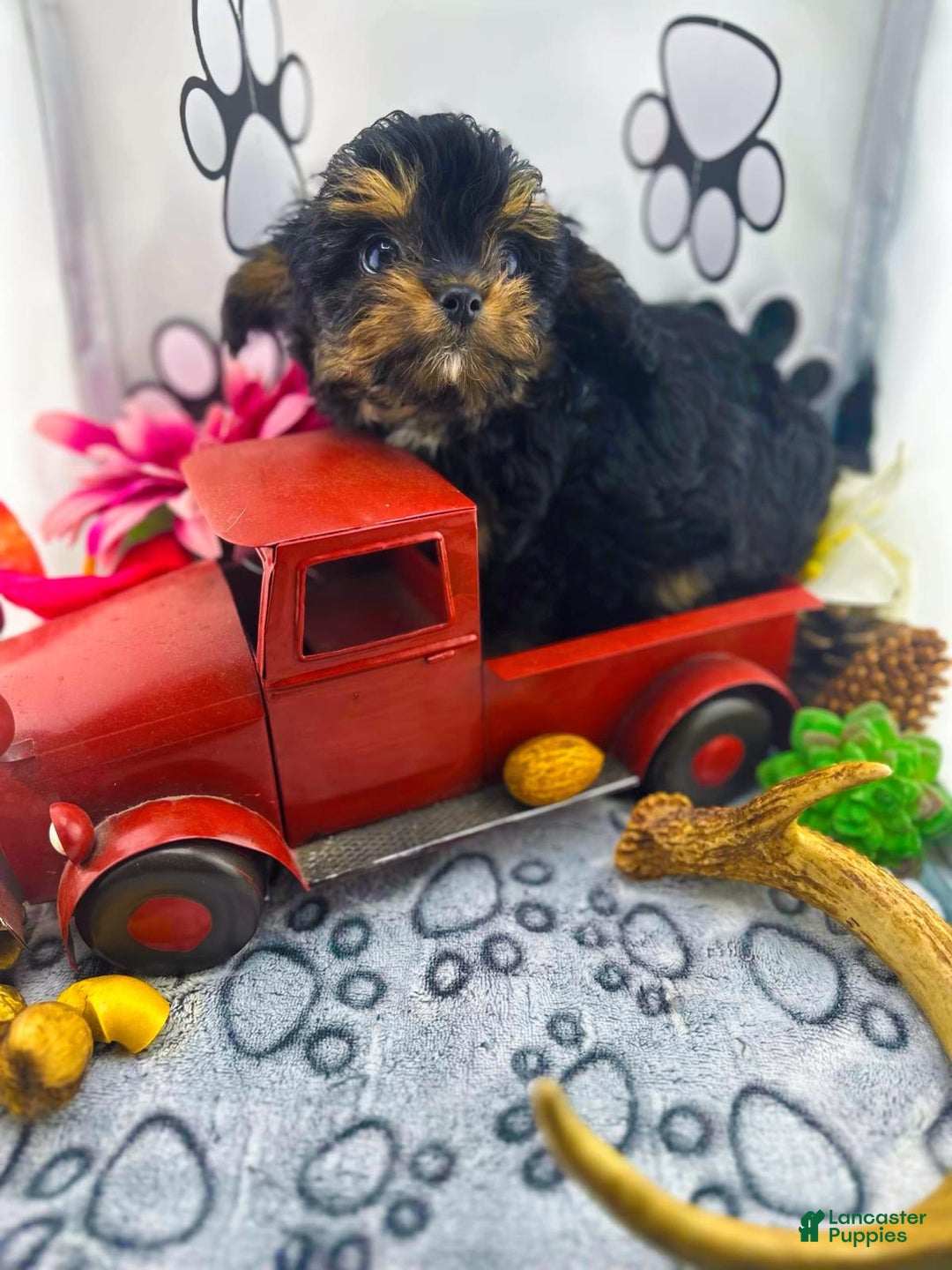 Chipoo dogs for sale: Milo - Image 2